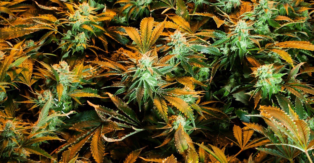 Marihuana jest teraz zbyt silna