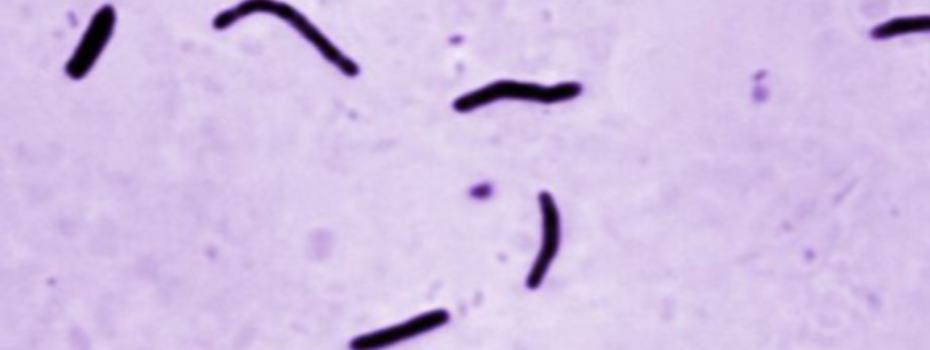 Echo Biznesu