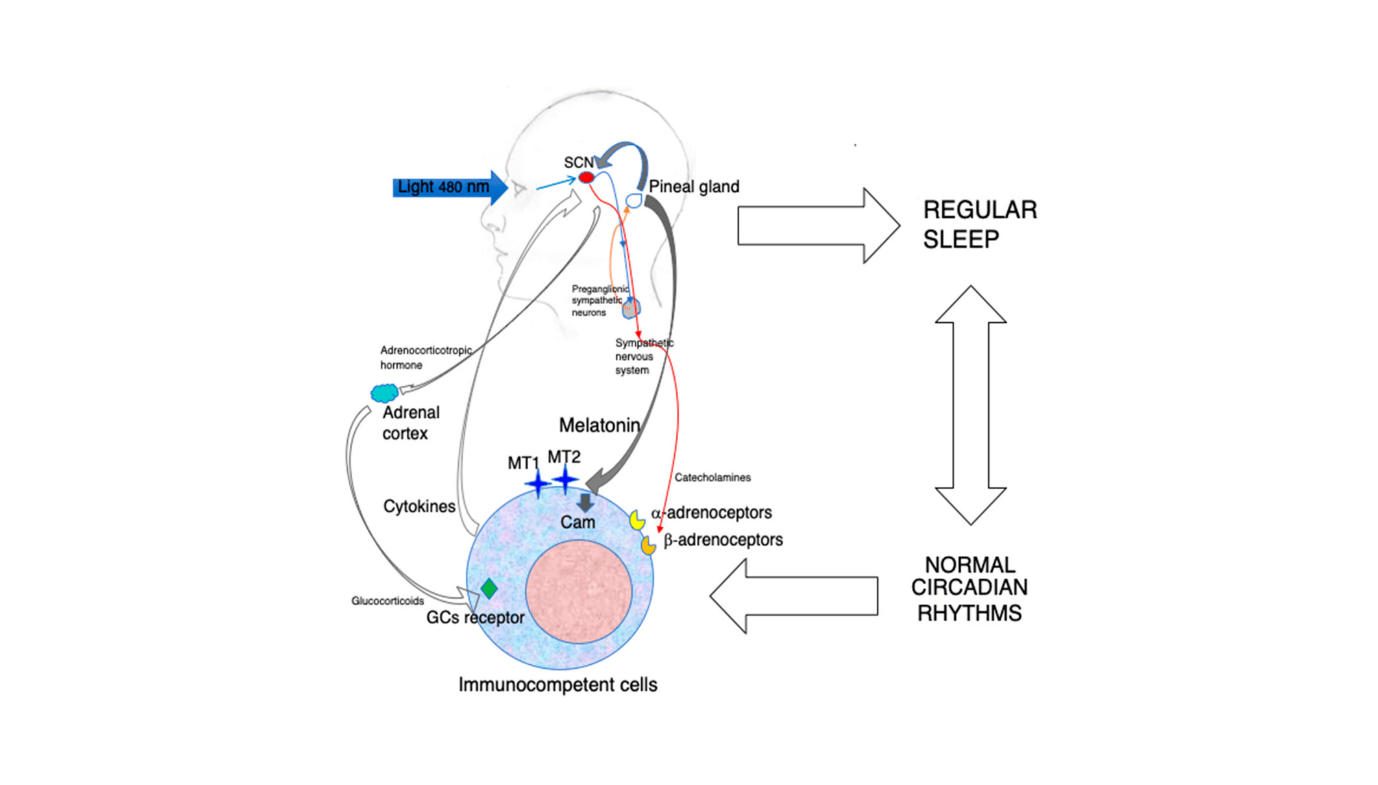 Melatonina: Beyond Sleep, walka z infekcjami