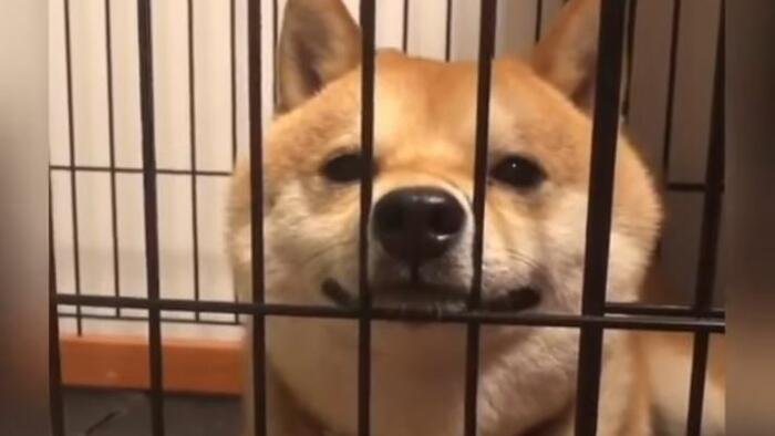 14 stanów pozwa, by zablokować Doge przed odkryciem nadużyć rządowych, cięcia odpadów
