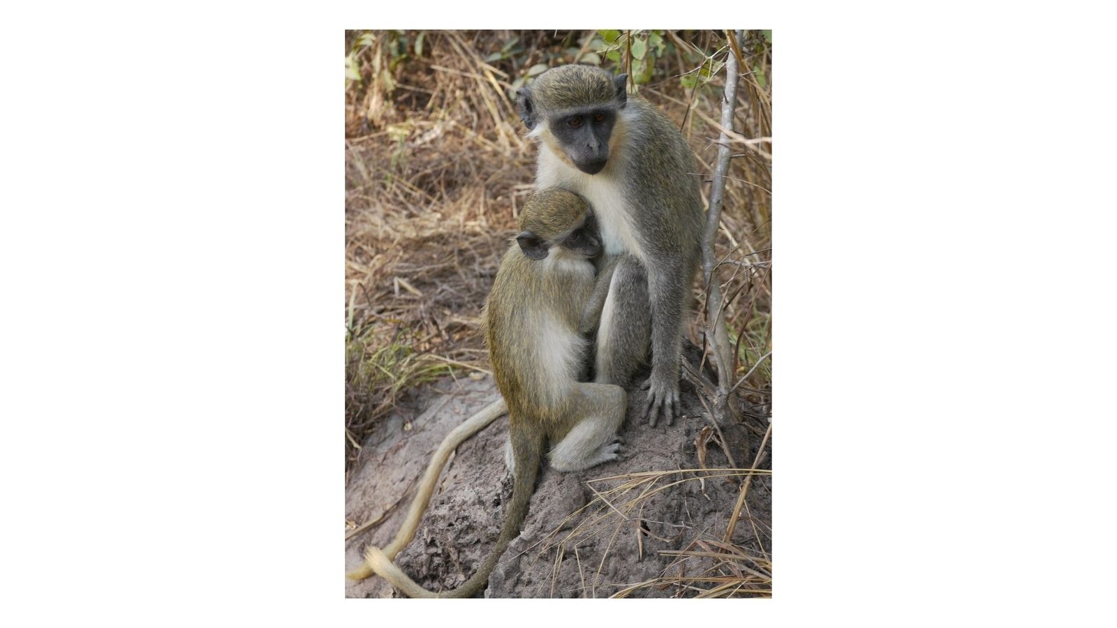 Matchmaking for Monkeys | Seria z udziałem nauki